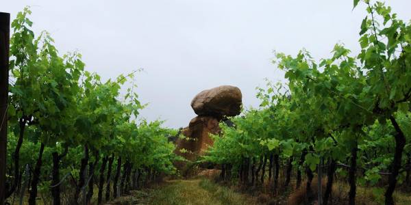 Tourism Darling Downs, The Strange Bird Wine Tour, Experience