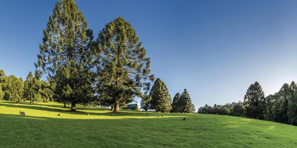 Tourism Darling Downs, The Bunya Pine, Heritage