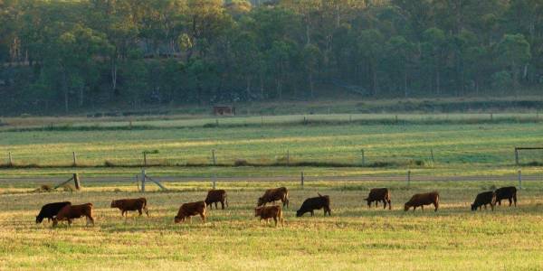 Tourism Darling Downs, Bannock Brae Meats, Producers